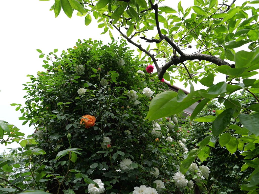 2025-04-28 11_29№(0320).JPG