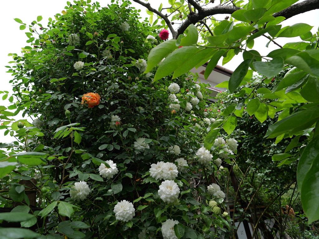 2025-04-28 11_29№(0321).JPG