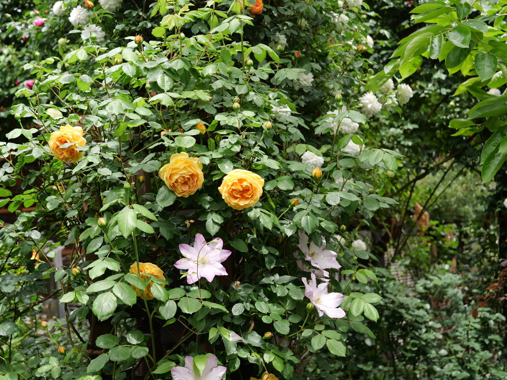 2025-04-28 11_30№(0339).JPG