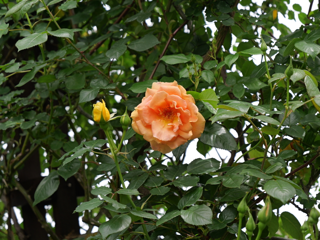 2025-04-28 11_30№(0362).JPG