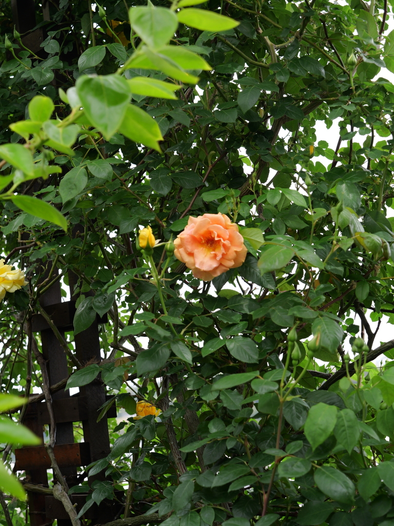 2025-04-28 11_30№(0368).JPG