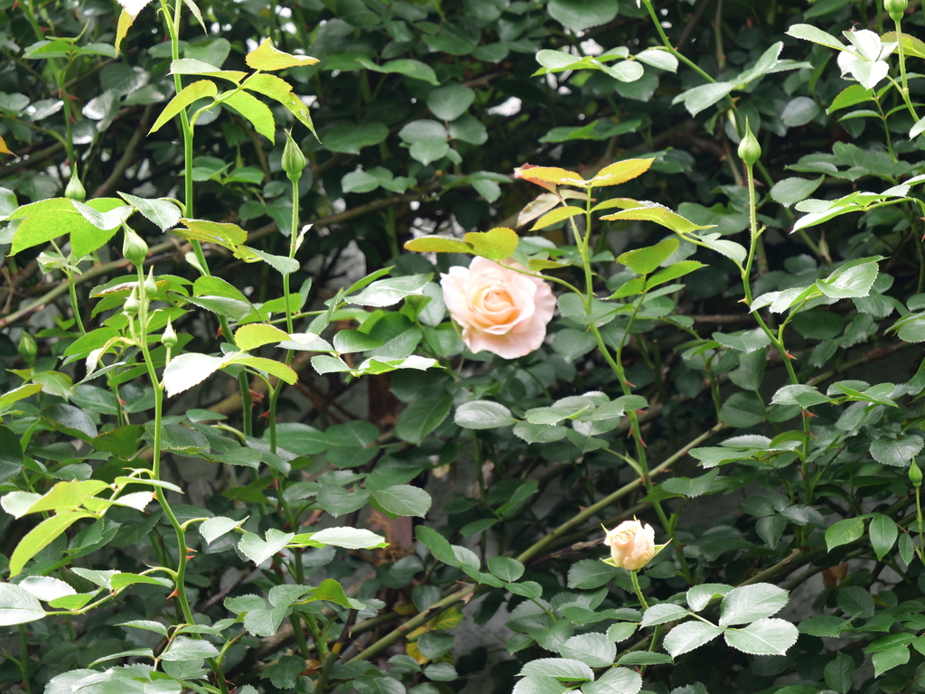 2025-04-28 11_31№(0374).JPG