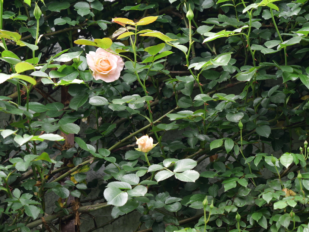 2025-04-28 11_31№(0376).JPG