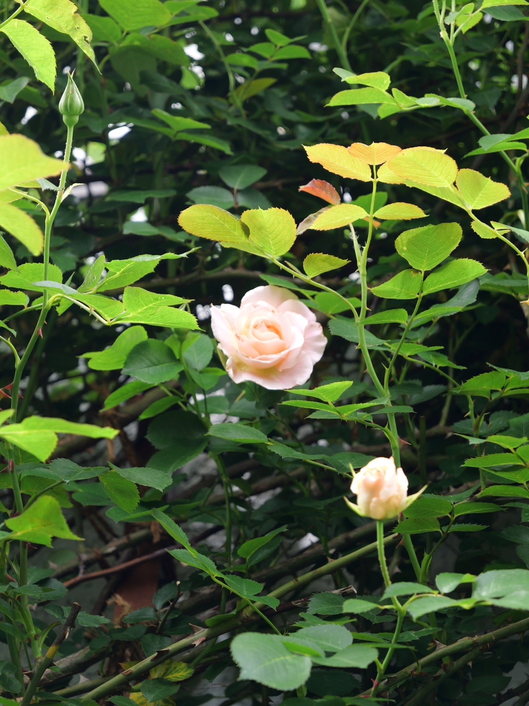2025-04-28 11_31№(0379).JPG