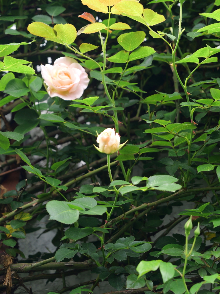2025-04-28 11_31№(0380).JPG