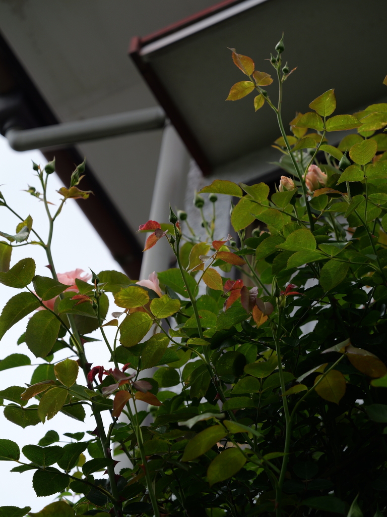 2025-04-28 11_31№(0381).JPG