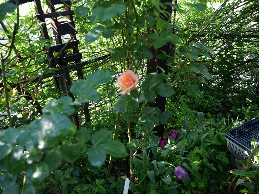 2025-04-29 07_19№(0430).JPG