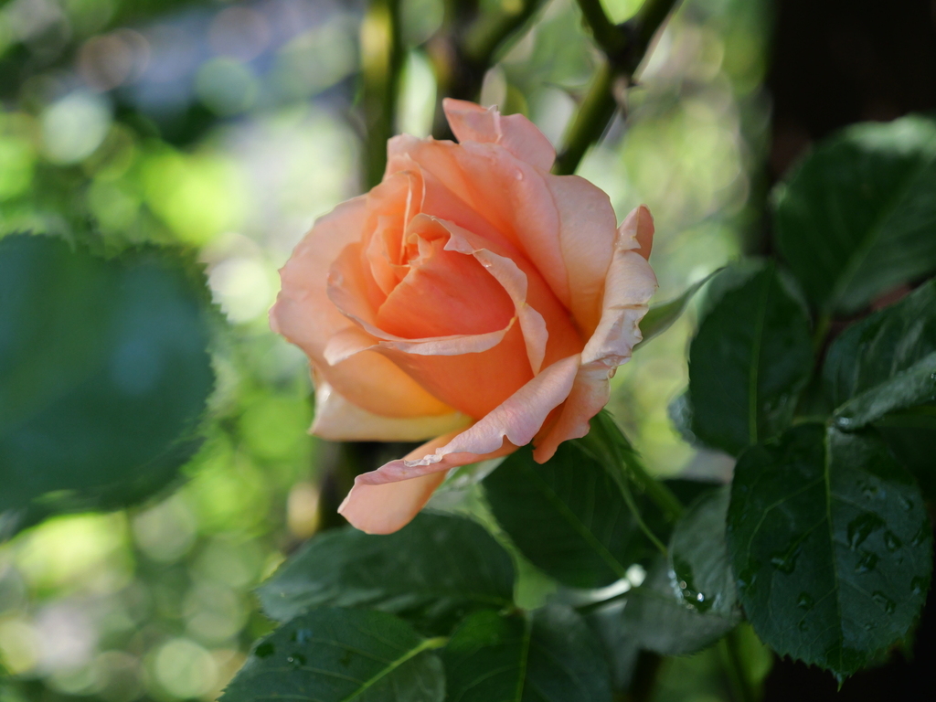 2025-04-29 07_19№(0431).JPG