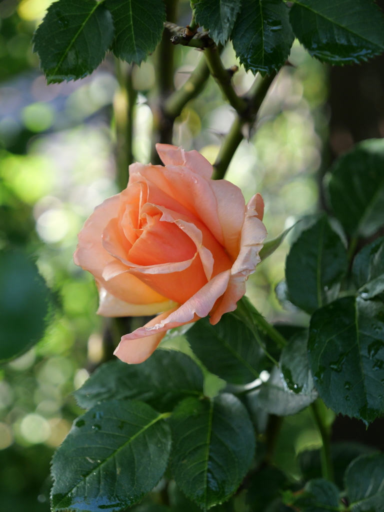 2025-04-29 07_19№(0433).JPG
