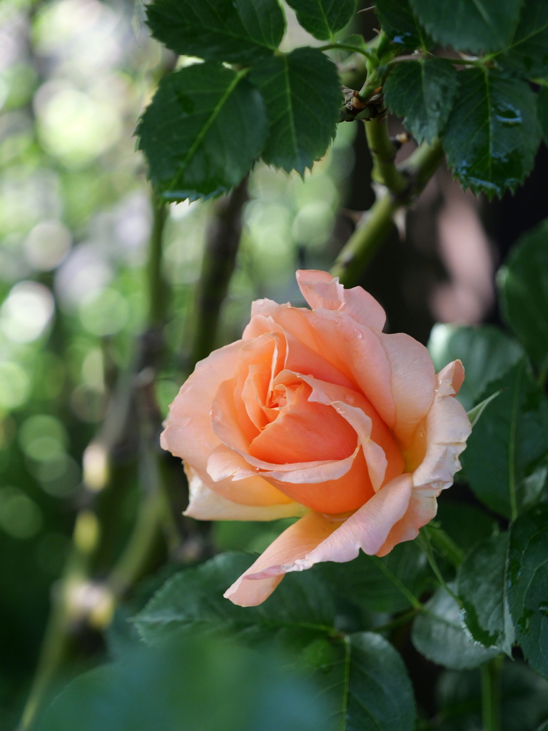 2025-04-29 07_19№(0434).JPG