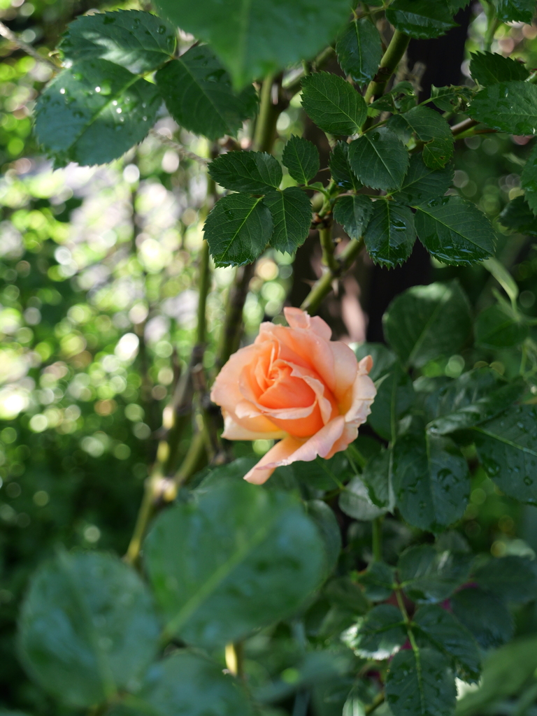 2025-04-29 07_19№(0435).JPG