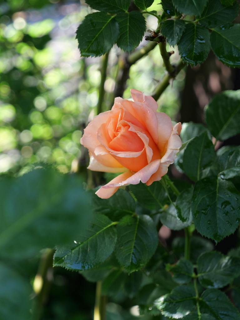 2025-04-29 07_19№(0436).JPG