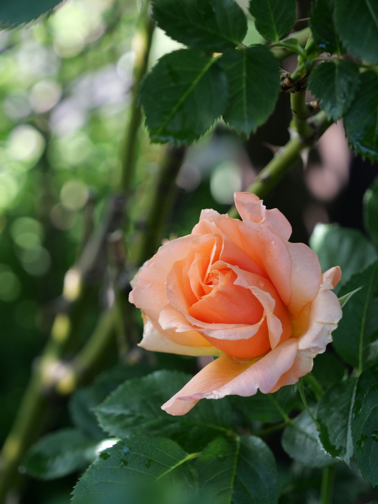 2025-04-29 07_19№(0438).JPG