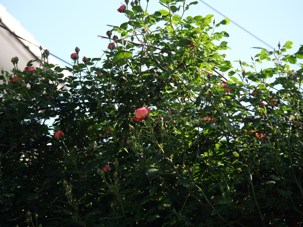 2025-04-30 06_58№(0083).JPG