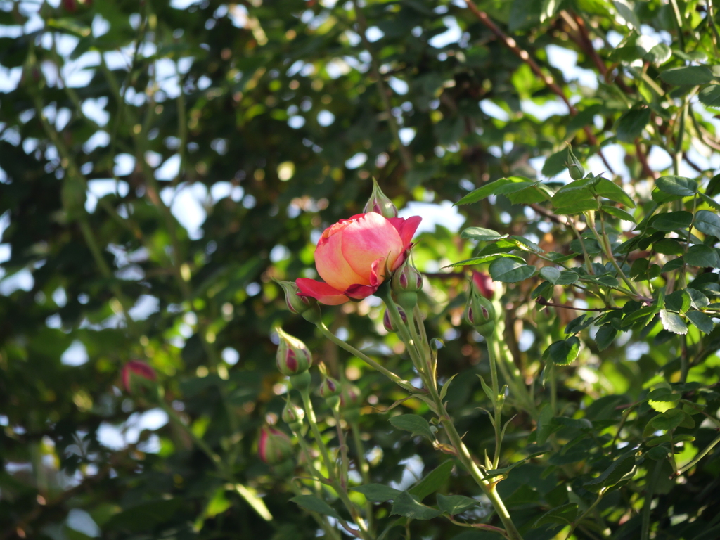 2025-04-30 06_58№(0085).JPG
