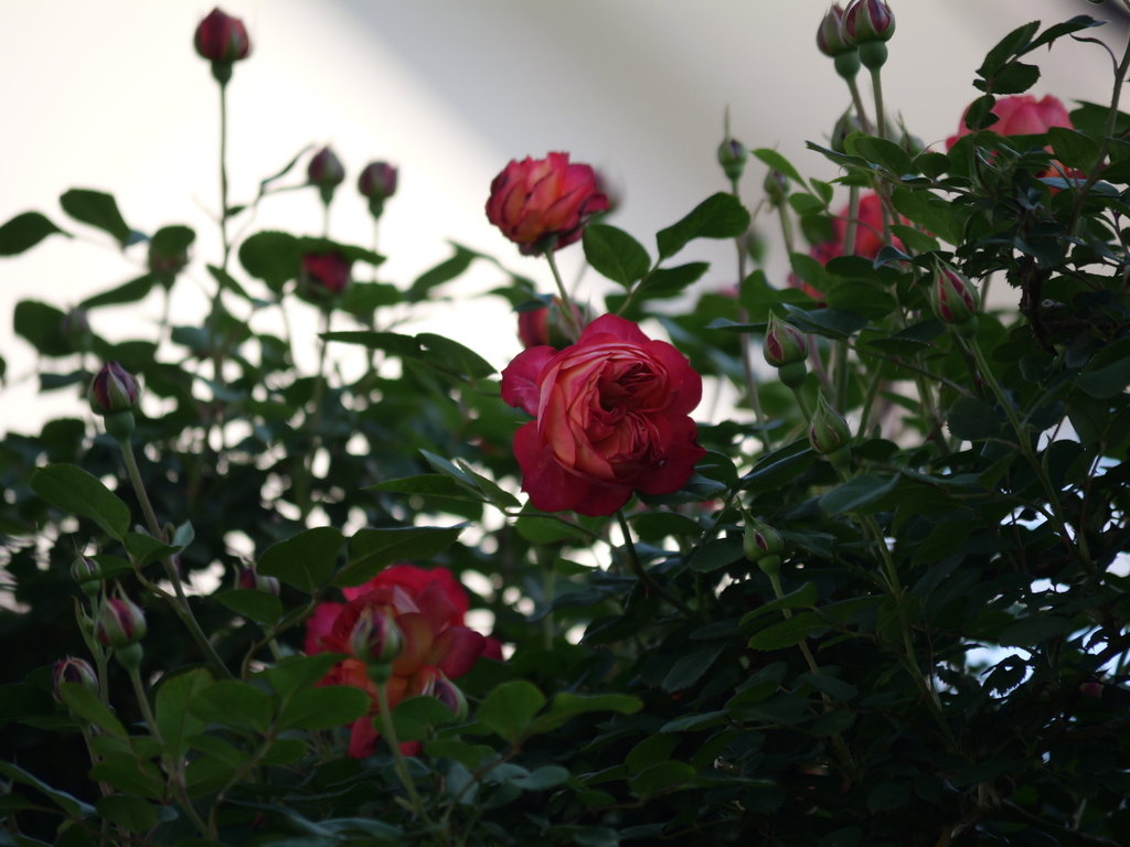 2025-04-30 06_59№(0087).JPG