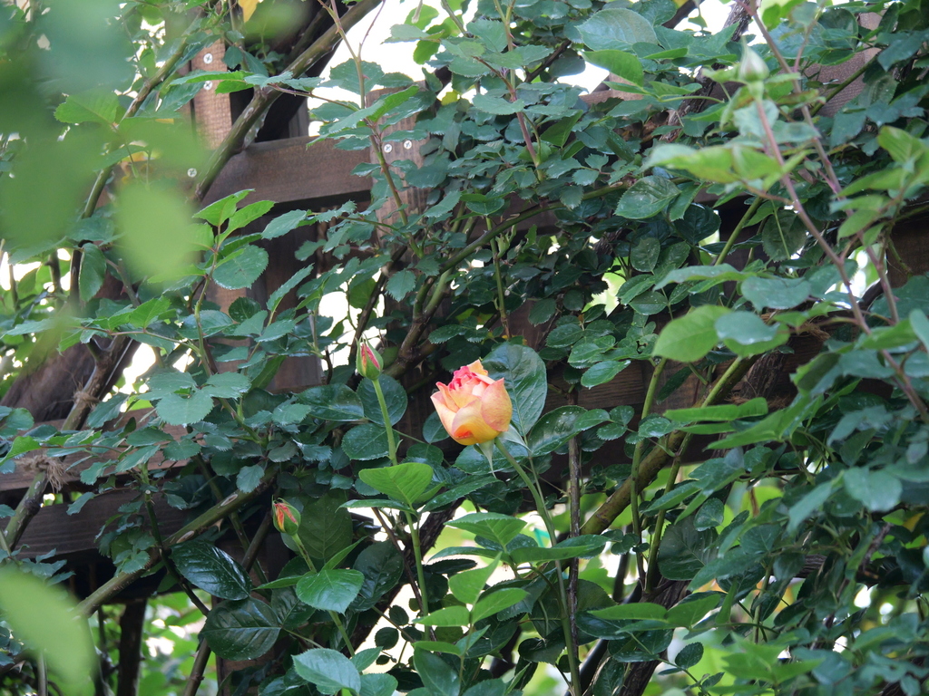 2025-04-30 07_01№(0099).JPG