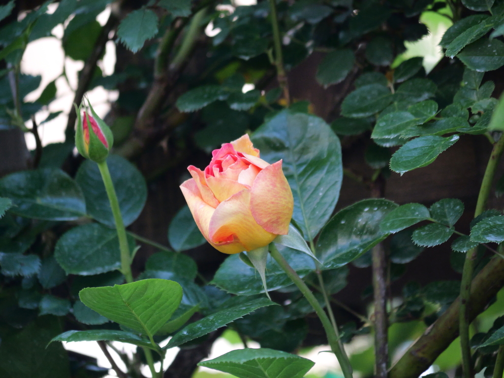 2025-04-30 07_02№(0101).JPG