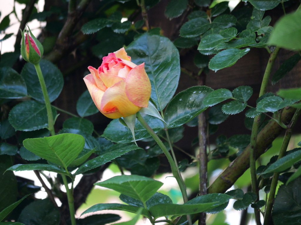 2025-04-30 07_02№(0103).JPG