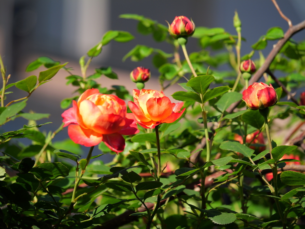 2025-04-30 07_09№(0129).JPG