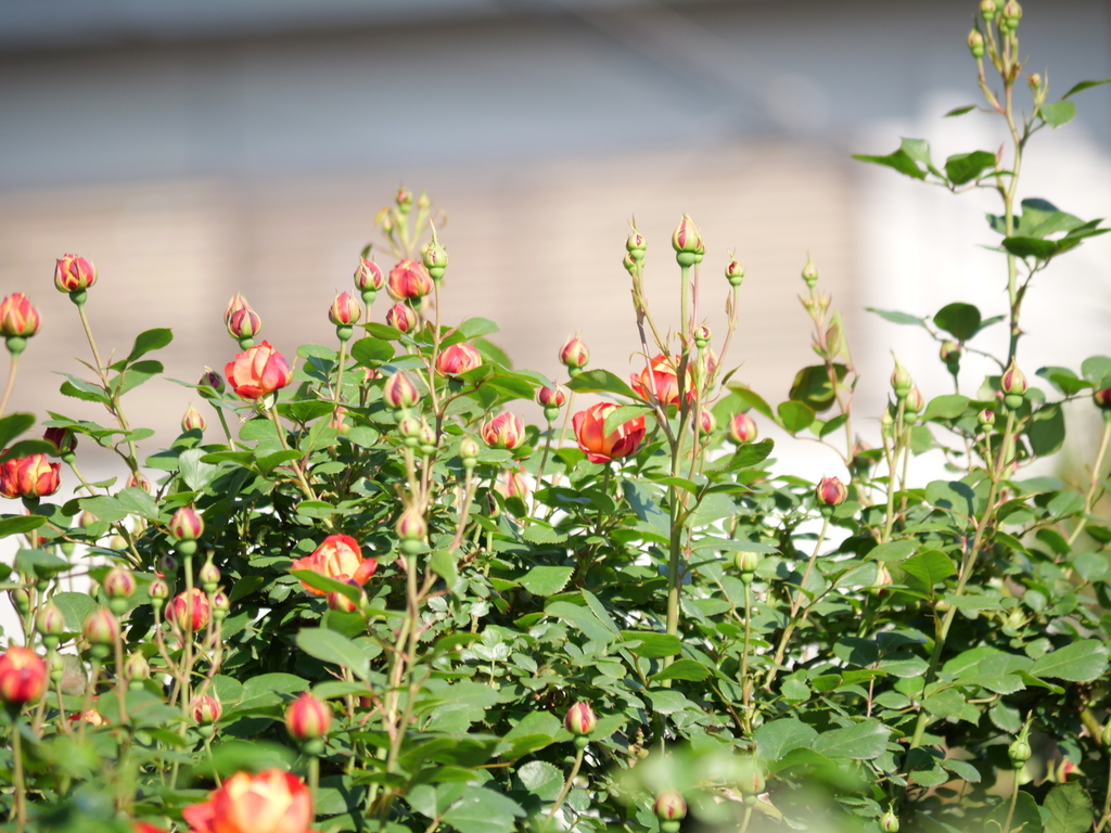 2025-04-30 07_48№(0230).JPG
