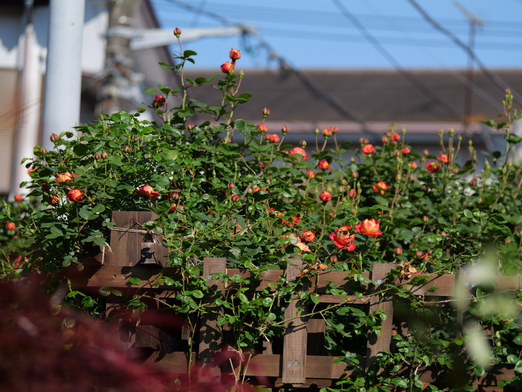 2025-04-30 07_51№(0242).JPG