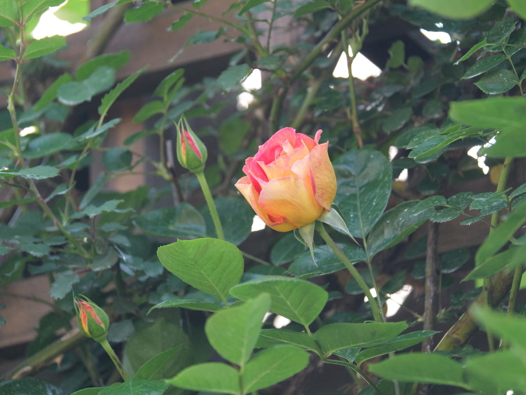 2025-04-30 07_54№(0283).JPG
