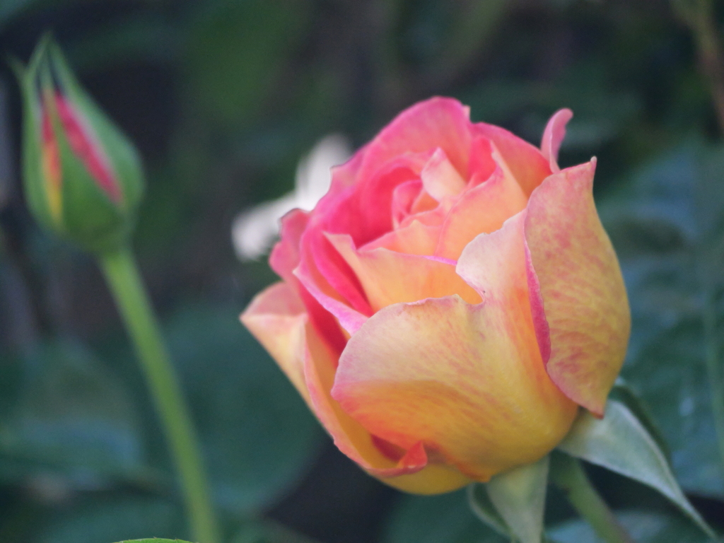 2025-04-30 07_54№(0285).JPG