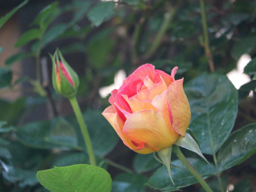 2025-04-30 07_54№(0286).JPG