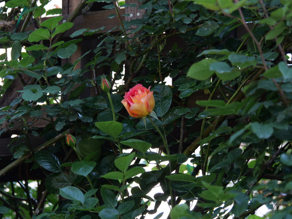 2025-04-30 07_55№(0287).JPG