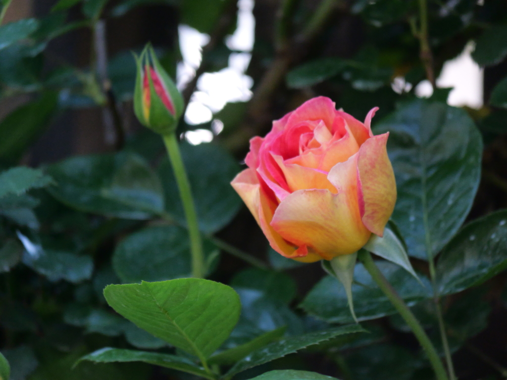 2025-04-30 07_55№(0288).JPG