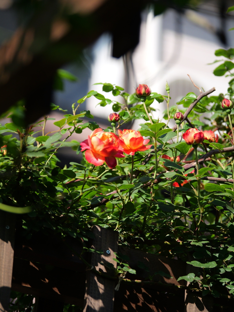 2025-04-30 08_06№(0329).JPG