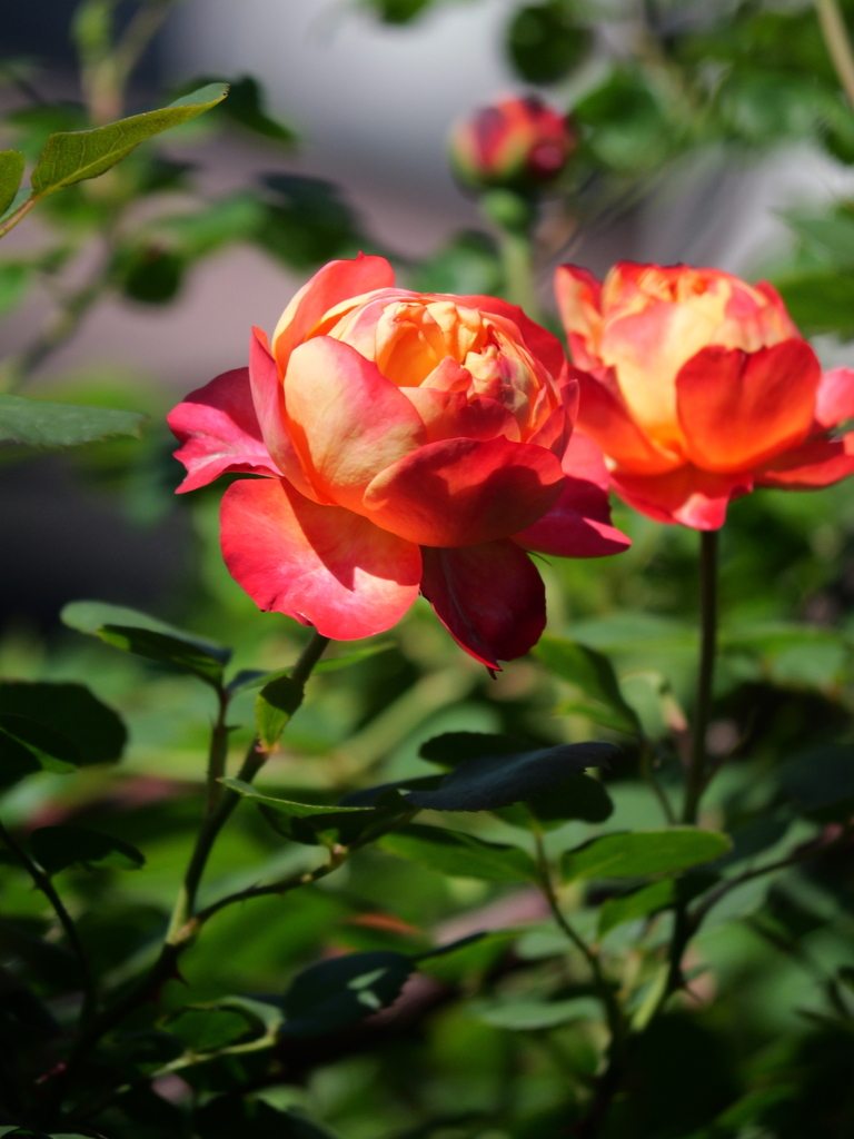 2025-04-30 08_07№(0331).JPG