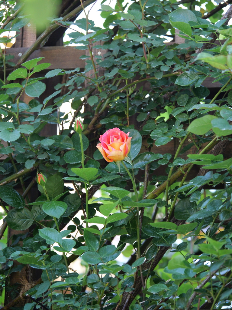 2025-04-30 08_08№(0334).JPG