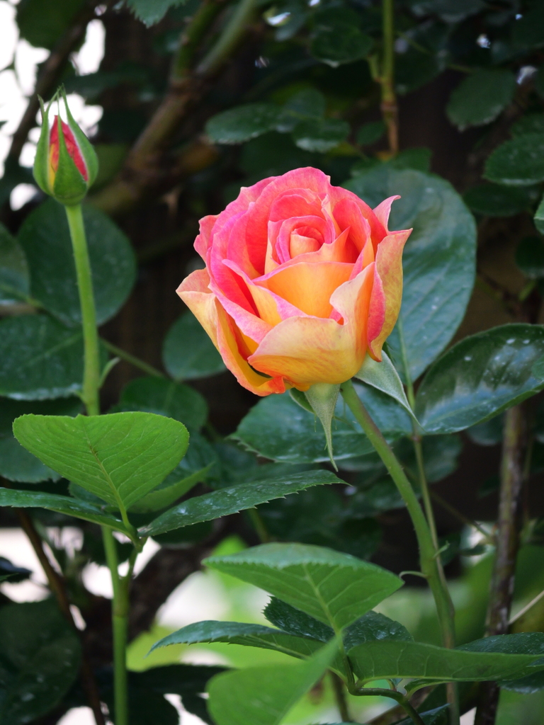 2025-04-30 08_09№(0338).JPG