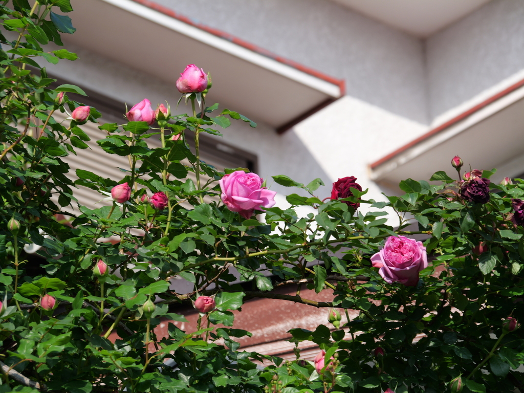 2025-05-01 07_17№(0002).JPG