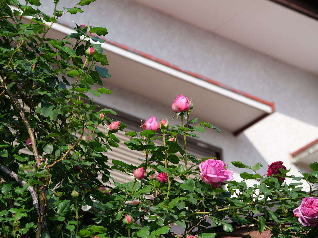 2025-05-01 07_17№(0003).JPG
