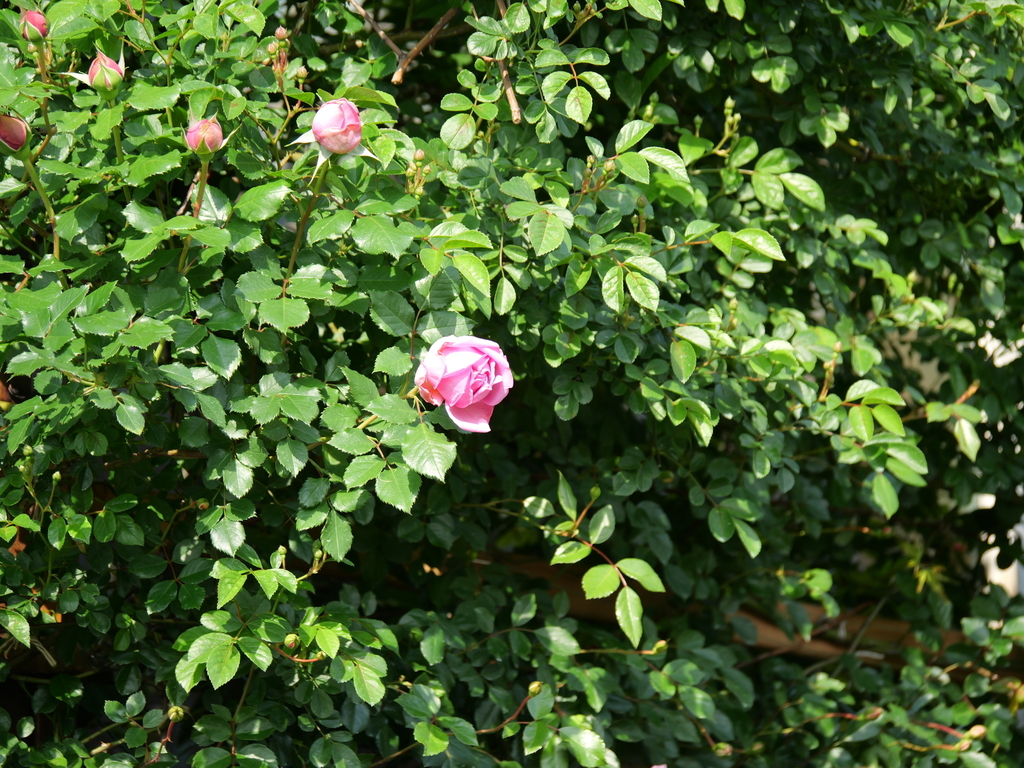 2025-05-01 07_18№(0005).JPG