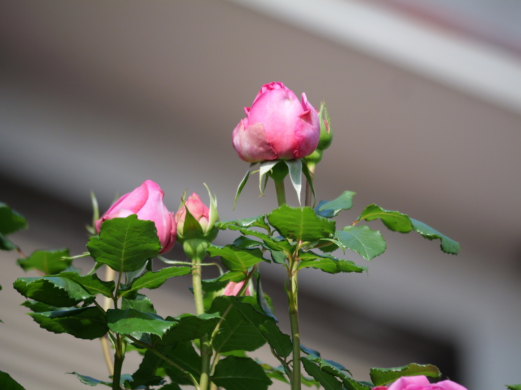 2025-05-01 07_19№(0007).JPG