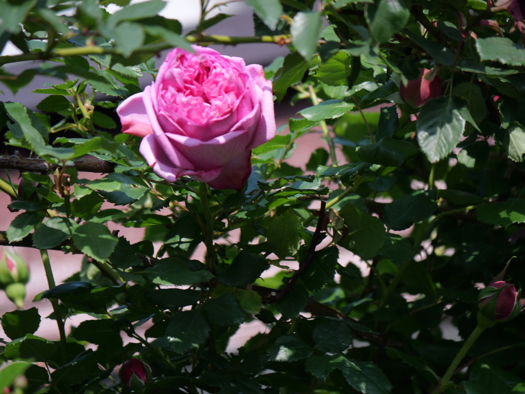 2025-05-01 07_19№(0010).JPG