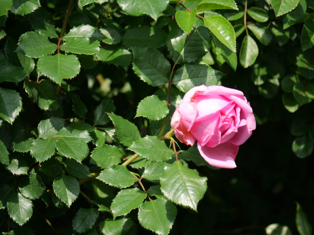 2025-05-01 07_20№(0012).JPG