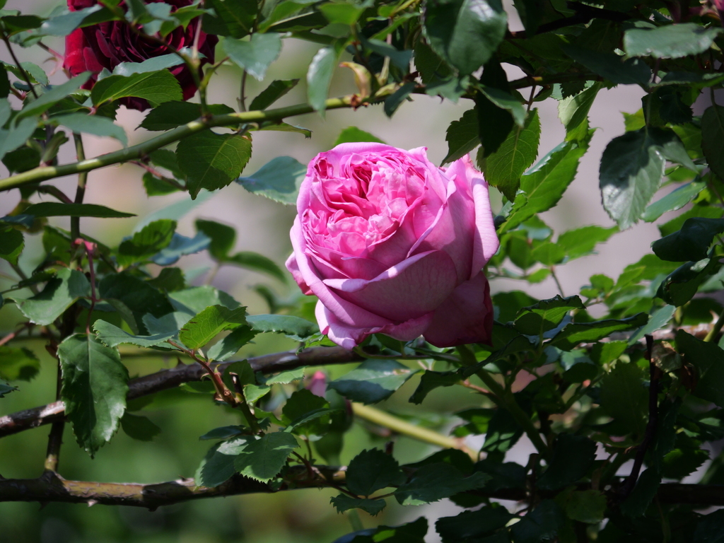 2025-05-01 07_20№(0014).JPG
