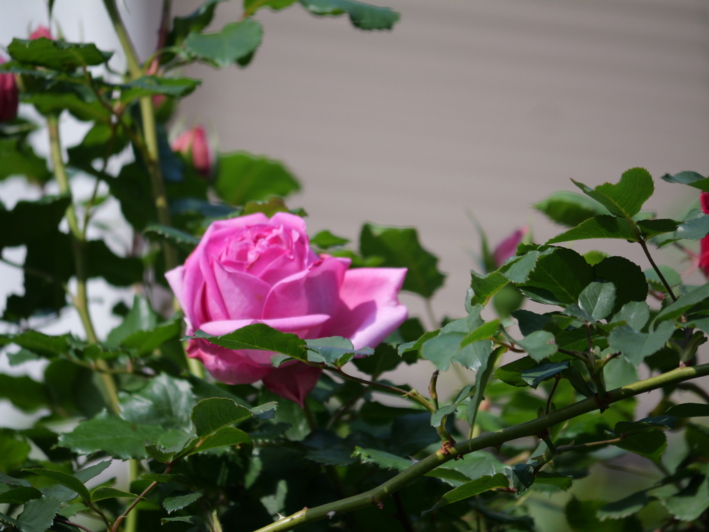 2025-05-01 07_20№(0015).JPG
