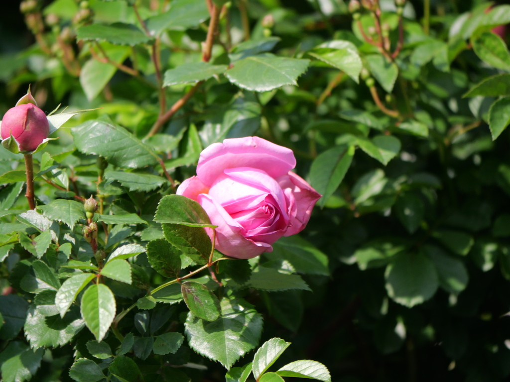 2025-05-01 07_20№(0016).JPG
