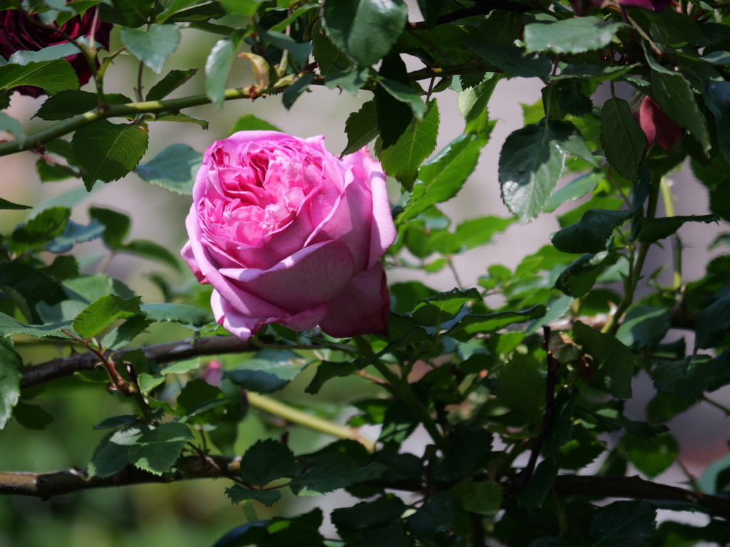 2025-05-01 07_20№(0017).JPG