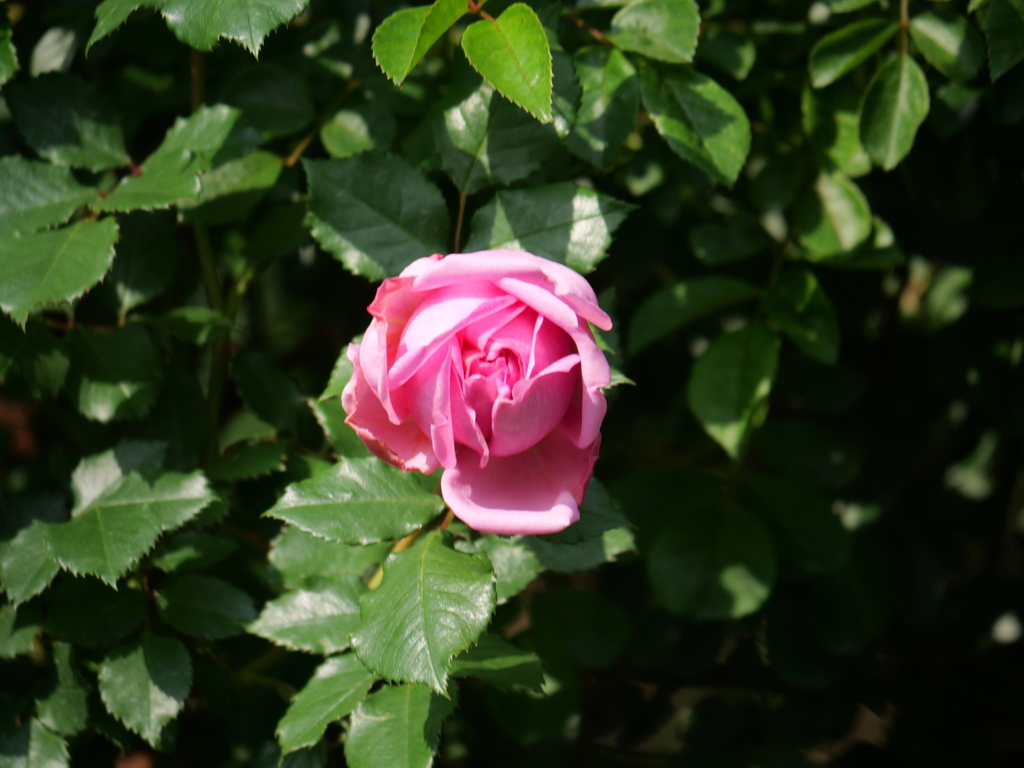 2025-05-01 07_21№(0020).JPG