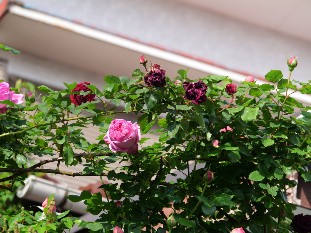 2025-05-01 07_23№(0035).JPG