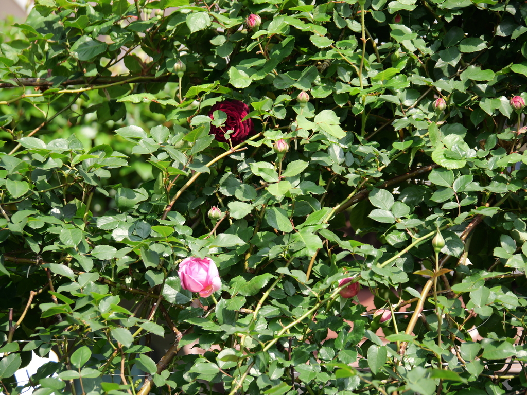 2025-05-01 07_23№(0038).JPG