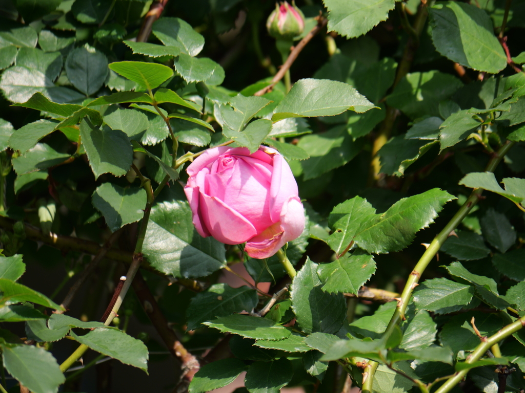 2025-05-01 07_25№(0050).JPG