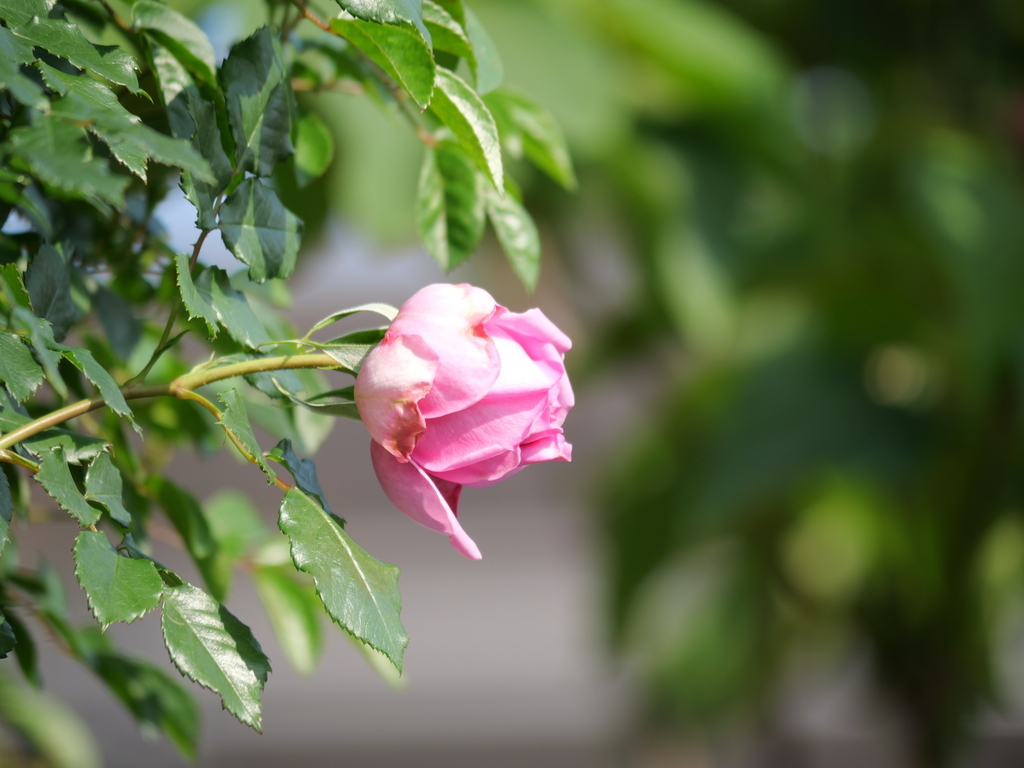 2025-05-01 07_26№(0051).JPG